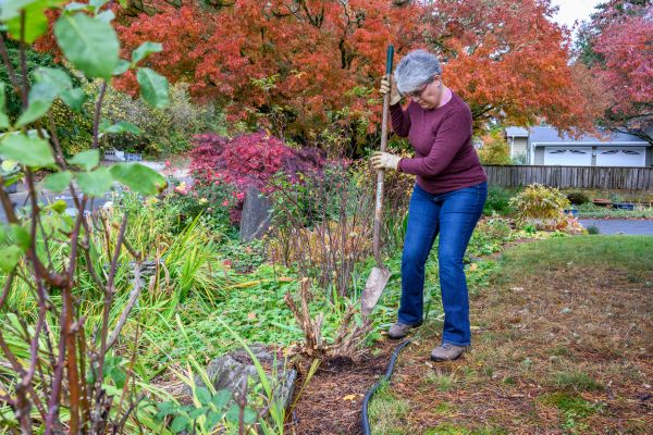 Cost of Dead Bush Removal in Brunswick