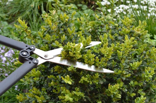 Boxwood Trimming in Brunswick