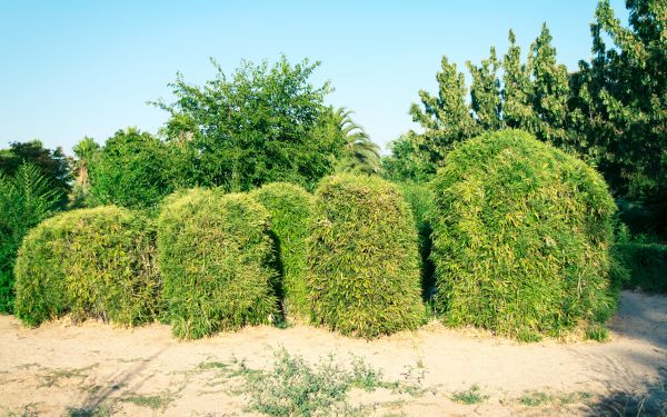 Cost of Bamboo Hedge Removal in Brunswick
