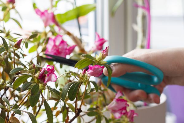 Azalea Pruning in Brunswick