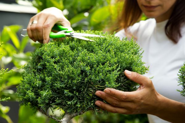 Cost of Juniper Shrub Pruning in Brunswick