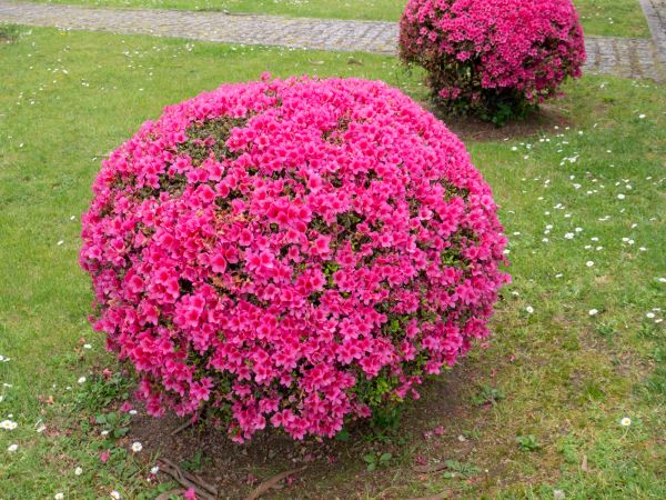 Cost of Rhododendron Pruning in Brunswick