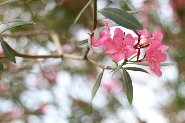 Cost of Oleander Removal in Brunswick