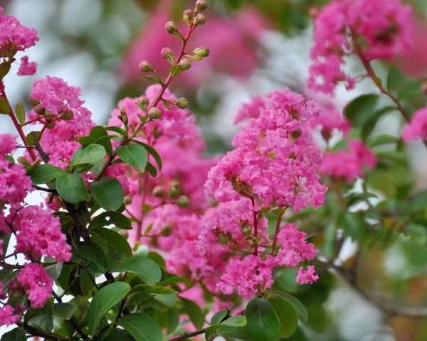 Cost of Crepe Myrtle Removal in Brunswick