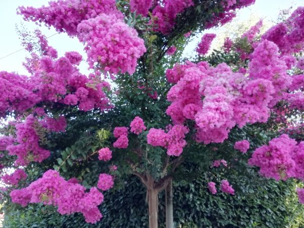 Cost of Crape Myrtle Pruning in Brunswick