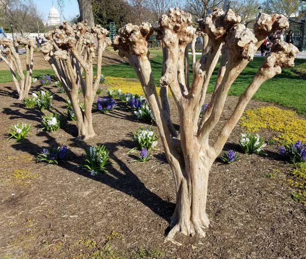 Cost of Myrtle Tree Removal in Brunswick