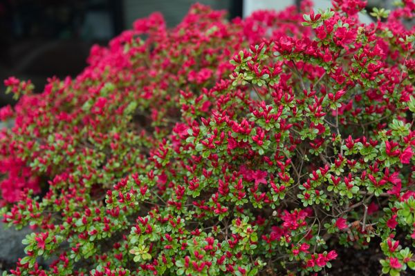Cost of Weigela Removal Service in Brunswick