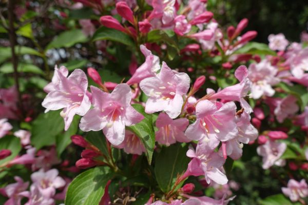 Cost of Weigela Pruning Service in Brunswick