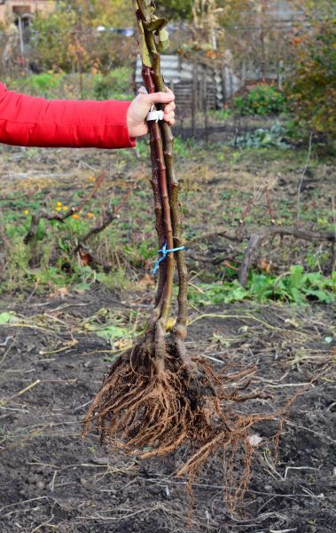Cost of Shrub Root Removal in Brunswick