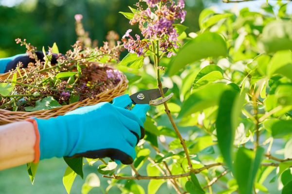 Cost of Lilac Trimming Service in Brunswick