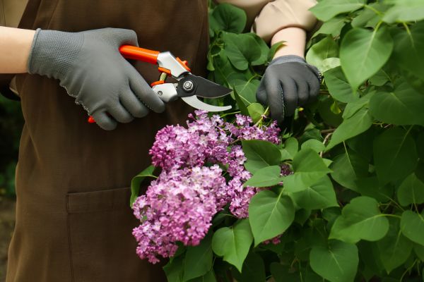 Cost of Lilac Pruning Service in Brunswick