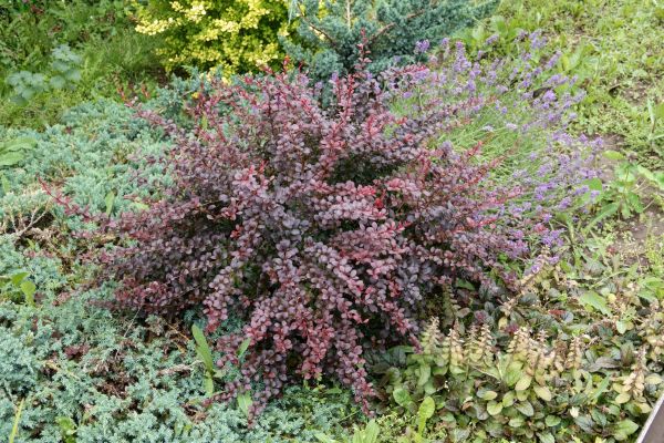 Cost of Japanese Barberry Removal in Brunswick