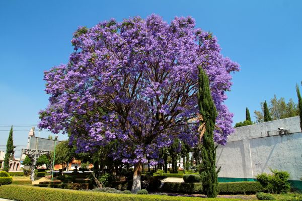 Cost of Jacaranda Pruning in Brunswick
