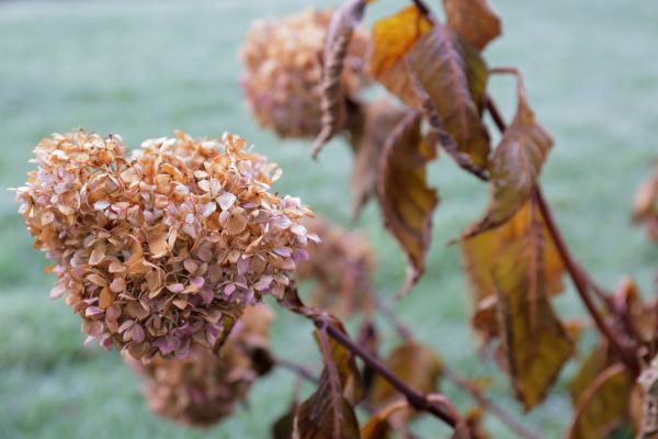 Cost of Hydrangea Removal in Brunswick