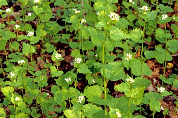 Cost of Garlic Mustard Removal in Brunswick