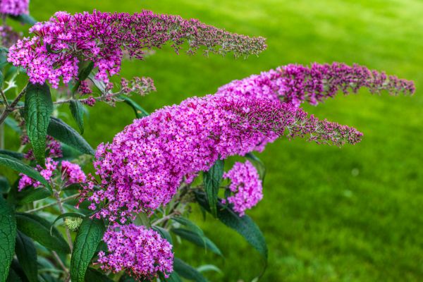 Cost of Butterfly Bush Removal in Brunswick