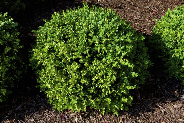 Cost of Boxwood Removal in Brunswick
