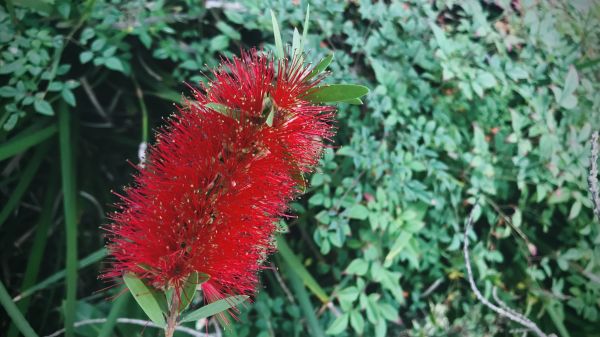 Cost of Bottlebrush Pruning in Brunswick