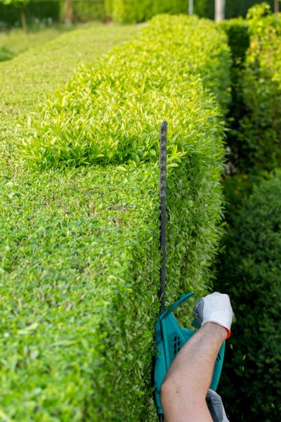 Hedge Trimming in Brunswick